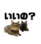 もじもじ猫きっと3（個別スタンプ：13）