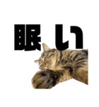 もじもじ猫きっと3（個別スタンプ：14）