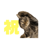 もじもじ猫きっと3（個別スタンプ：15）