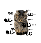 もじもじ猫きっと3（個別スタンプ：16）