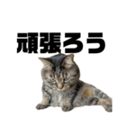 もじもじ猫きっと3（個別スタンプ：17）