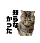 もじもじ猫きっと3（個別スタンプ：18）