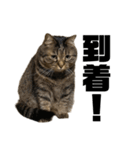 もじもじ猫きっと3（個別スタンプ：19）