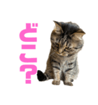 もじもじ猫きっと3（個別スタンプ：20）