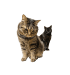 もじもじ猫きっと3（個別スタンプ：21）