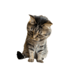 もじもじ猫きっと3（個別スタンプ：22）