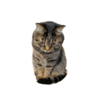 もじもじ猫きっと3（個別スタンプ：24）