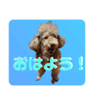 ピースとライちゃんの日常スタンプ（個別スタンプ：4）