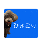 ピースとライちゃんの日常スタンプ（個別スタンプ：13）