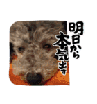 ピースとライちゃんの日常スタンプ（個別スタンプ：19）