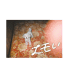 ピースとライちゃんの日常スタンプ（個別スタンプ：22）