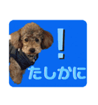 ピースとライちゃんの日常スタンプ（個別スタンプ：26）