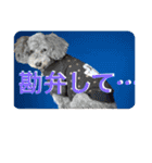 ピースとライちゃんの日常スタンプ（個別スタンプ：31）