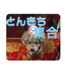 ピースとライちゃんの日常スタンプ（個別スタンプ：32）