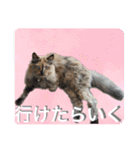 ピースとライちゃんの日常スタンプ（個別スタンプ：34）