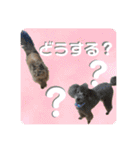 ピースとライちゃんの日常スタンプ（個別スタンプ：38）
