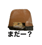 ヒョウモントカゲモドキスタンプ（＾ω＾）（個別スタンプ：1）