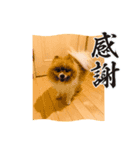 いぬじろうボメラニアン（個別スタンプ：3）