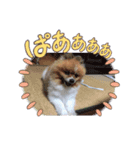 いぬじろうボメラニアン（個別スタンプ：6）