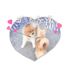 いぬじろうボメラニアン（個別スタンプ：8）