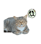 俺の名前は猫（個別スタンプ：19）