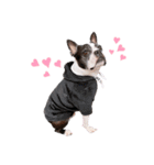 犬がいる生活5（個別スタンプ：1）