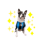 犬がいる生活5（個別スタンプ：5）