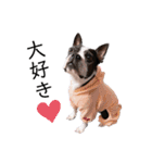 犬がいる生活5（個別スタンプ：8）