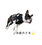 犬がいる生活5（個別スタンプ：9）