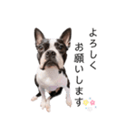 犬がいる生活5（個別スタンプ：10）