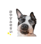 犬がいる生活5（個別スタンプ：12）