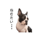 犬がいる生活5（個別スタンプ：13）