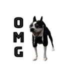 犬がいる生活5（個別スタンプ：14）