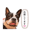 犬がいる生活5（個別スタンプ：17）