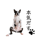 犬がいる生活5（個別スタンプ：18）