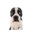犬がいる生活5（個別スタンプ：20）