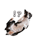 犬がいる生活5（個別スタンプ：21）