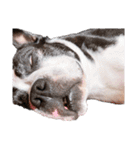 犬がいる生活5（個別スタンプ：24）