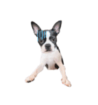 犬がいる生活5（個別スタンプ：25）