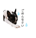 犬がいる生活5（個別スタンプ：28）