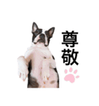 犬がいる生活5（個別スタンプ：30）