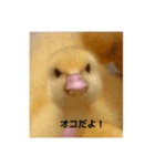 オコひよこ（個別スタンプ：1）