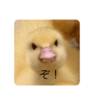 オコひよこ（個別スタンプ：5）