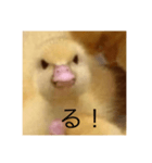 オコひよこ（個別スタンプ：7）