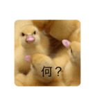 オコひよこ（個別スタンプ：8）