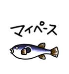 魚大好きな方に送るスタンプ。（個別スタンプ：17）