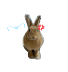 うさぎのはくちゃん（個別スタンプ：3）