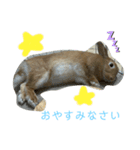 うさぎのはくちゃん（個別スタンプ：5）