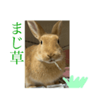 うさぎのはくちゃん（個別スタンプ：7）