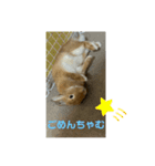 うさぎのはくちゃん（個別スタンプ：8）